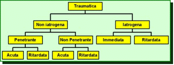 org. traumatica